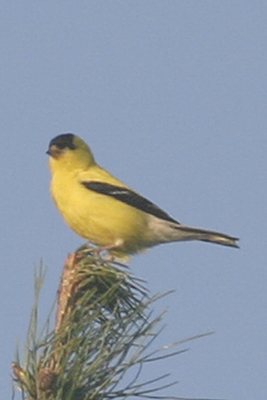 American Goldfinch (Carduelis tristis)