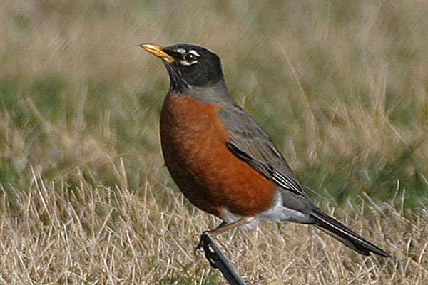 American Robin (Turdus migratorius)