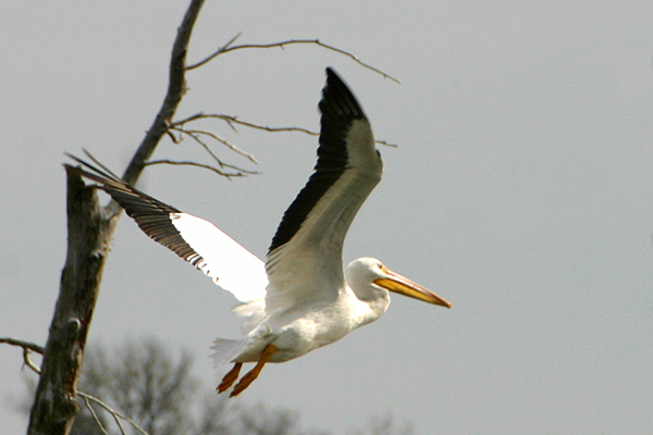 American White Pelican (Pelecanus erythrorhynchos)