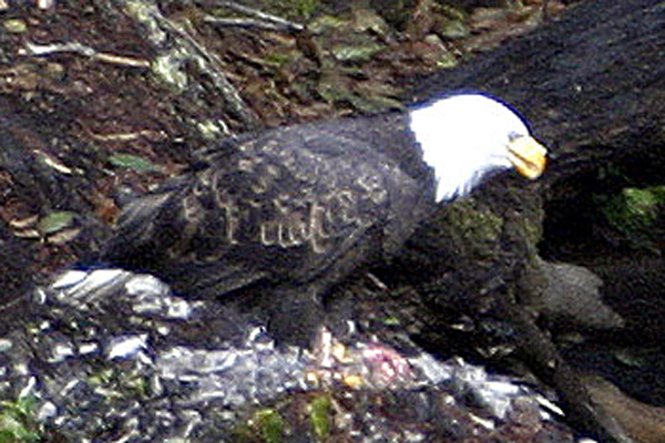 Bald Eagle (Haliaeetus leucocephalus)