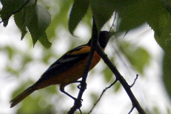 Baltimore Oriole (Icterus galbula)