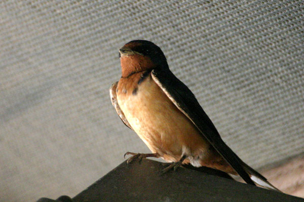 Barn Swallow (Hirundo rustica)