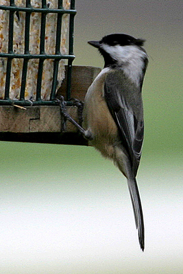 Black-capped Chickadee (Poecile atricapilla)