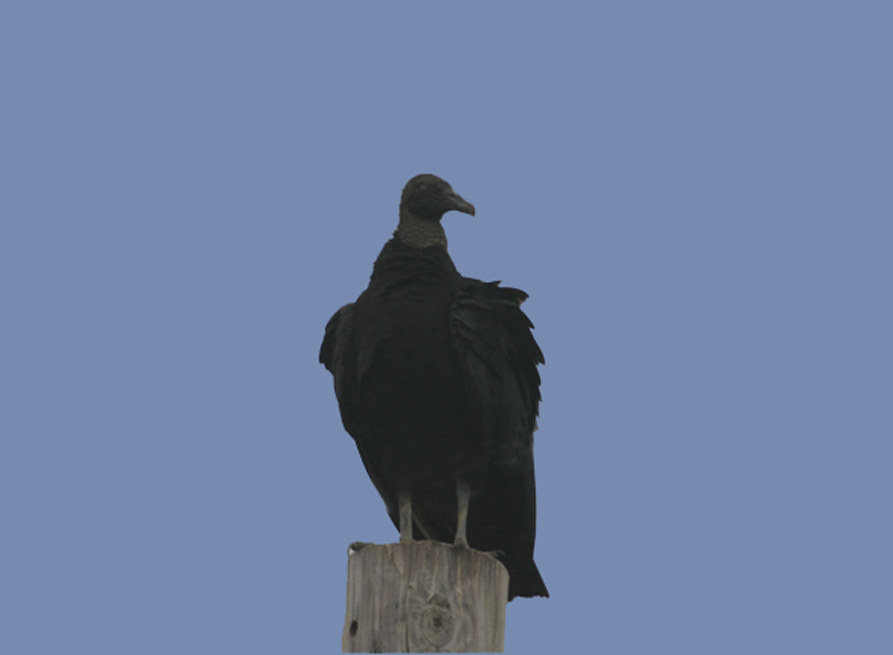 Black Vulture (Coragyps atratus)