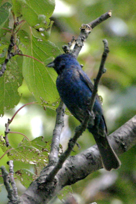 Blue Grosbeak(Guiraca caerulea)