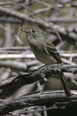 Brown-crested Flycatcher (Myiarchus tyrannulus)