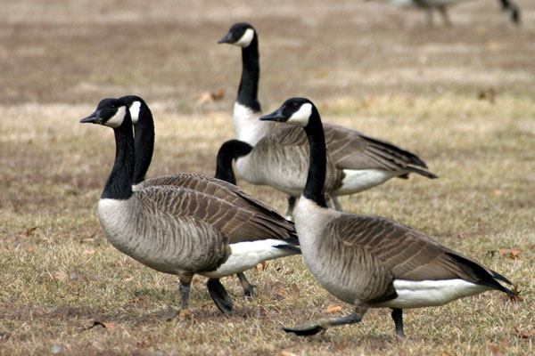 Canada Goose (Branta canadensis)