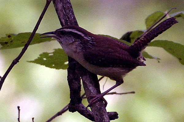 Carolina Wren (Thryothorus ludovicianus)