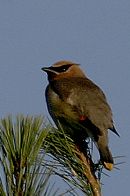 Cedar Waxwing (Bombycilla Cedrorum)