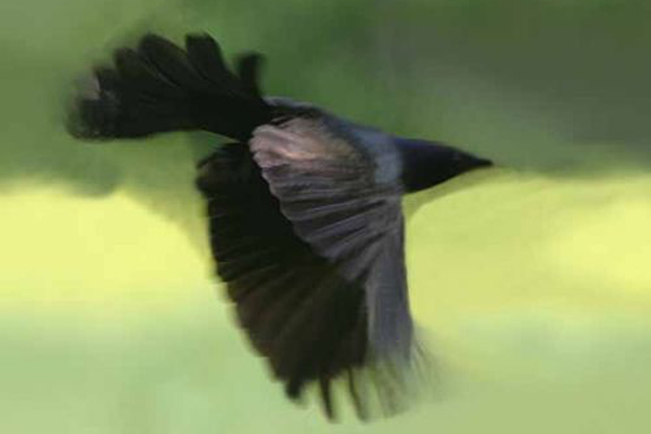 Common Grackle (Quiscalus quiscula)