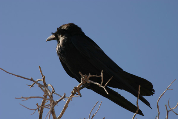 Common Raven (Corvus Corax)