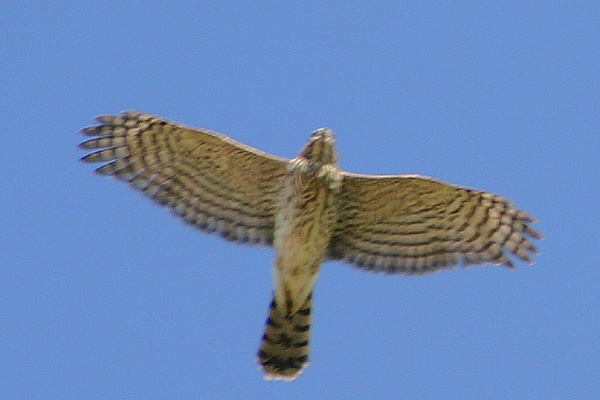 Cooper's Hawk (Accipiter cooperii)