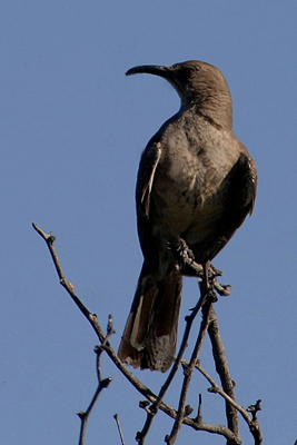 Curved-bill Thrasher (Toxostoma Curvirostre)