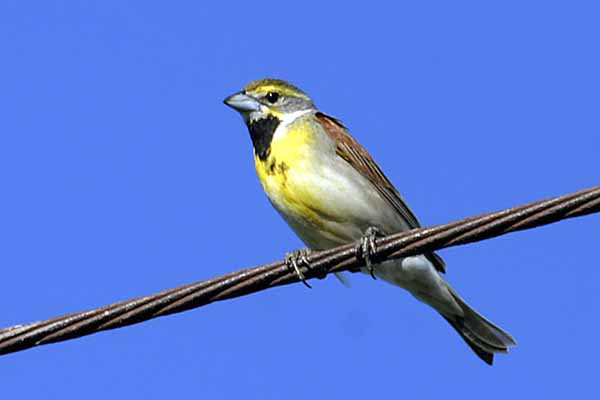 Dickcissel (Spiza Americana)