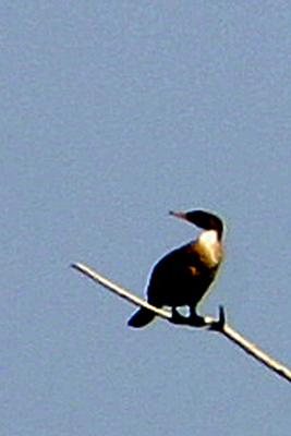 Double-Crested Cormorant (Phalacrocorax Auritus)