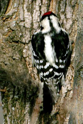 Downy Woodpecker (Picoides pubescens)