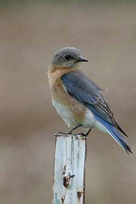 Eastern Bluebird (Sialia sialis)