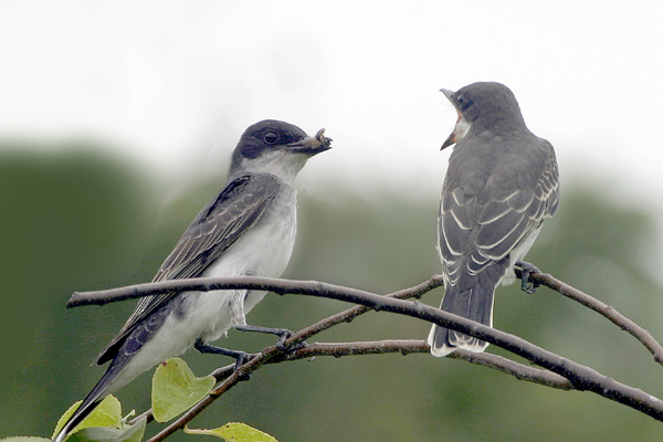 Eastern Kingbird (Tyrannus Tyrannus)