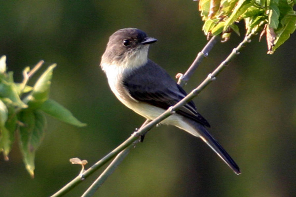 Eastern Phoebe (Sayornis phoebe)