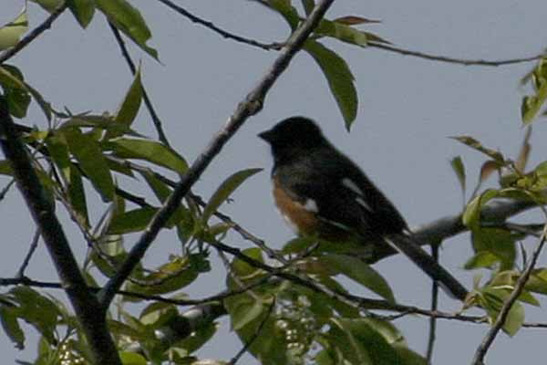 Eastern Towhee (Pipilo erythrophthalmus)