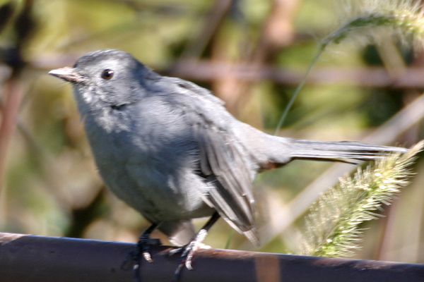 Gray Catbird (Dumetella Carolinensis)