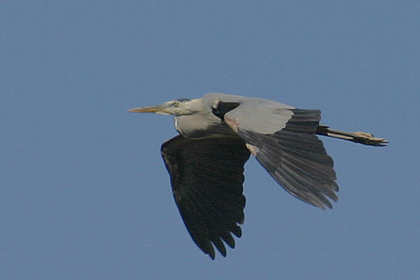 Great Blue Heron (Ardea herodias)